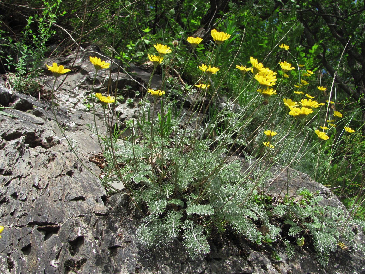 Image of Anthemis marschalliana specimen.