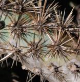 Cylindropuntia cholla