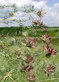 Astragalus cornutus