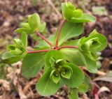 Euphorbia helioscopia