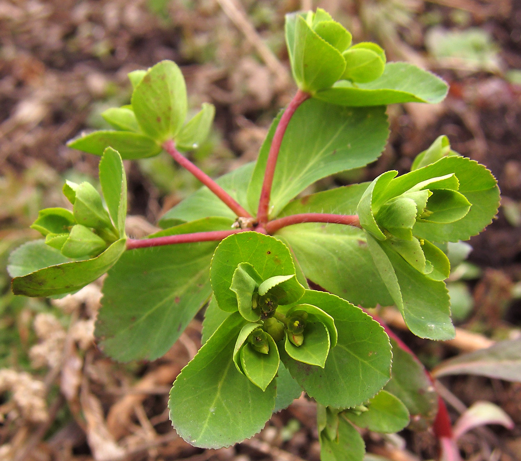 Image of Euphorbia helioscopia specimen.