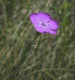 Dianthus versicolor. Цветок. Пермский край, Кунгурский р-н, окр. с. Филипповка, гора Ледяная, крутой слабо задернованный склон. 20.06.2021.