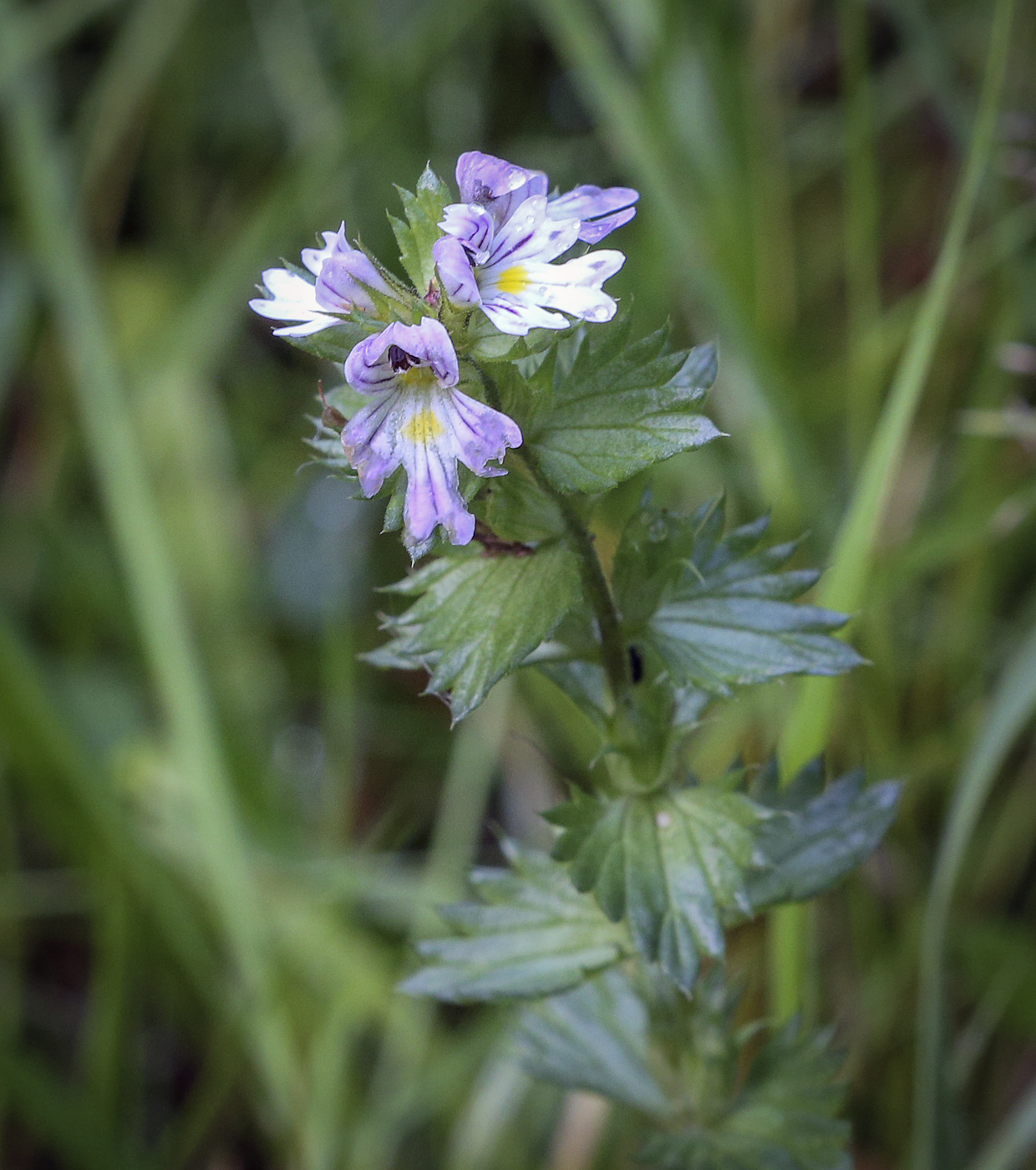 Изображение особи Euphrasia stricta.