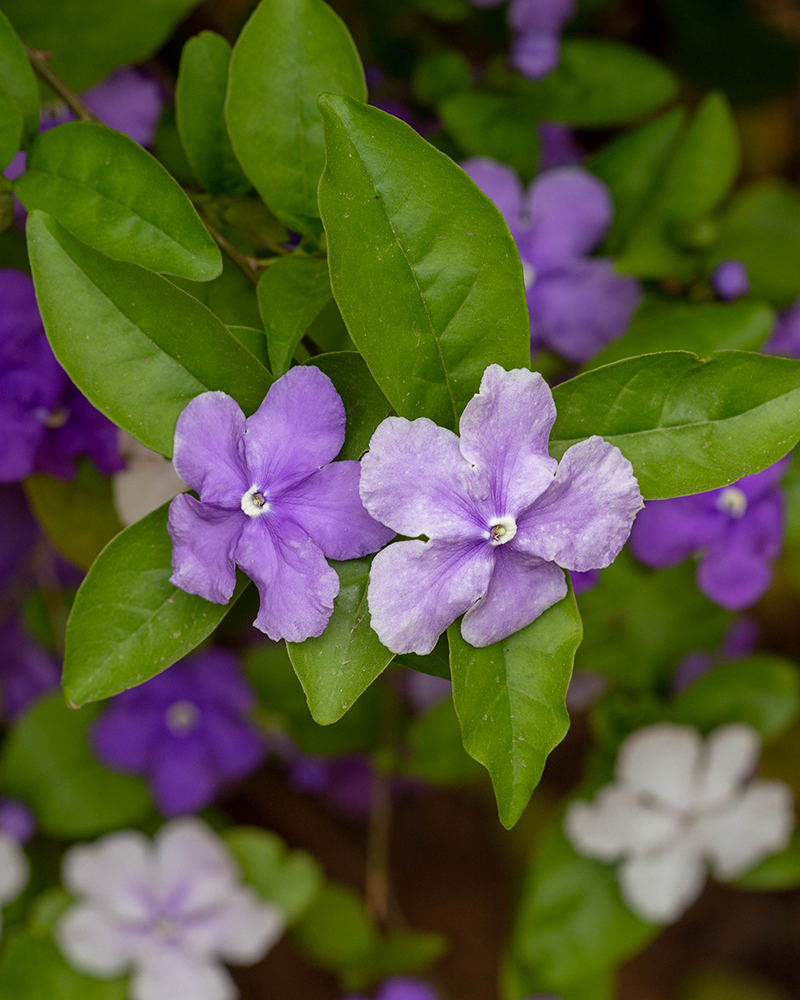 Image of Brunfelsia pauciflora specimen.