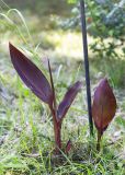 genus Canna. Вегетирующие растения. Абхазия, г. Сухум, Сухумский ботанический сад. 14.05.2021.