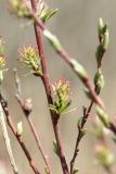 Salix rosmarinifolia