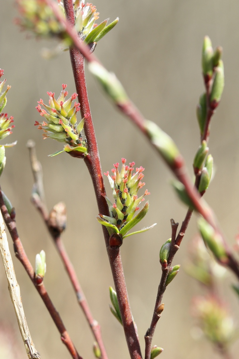 Image of Salix rosmarinifolia specimen.