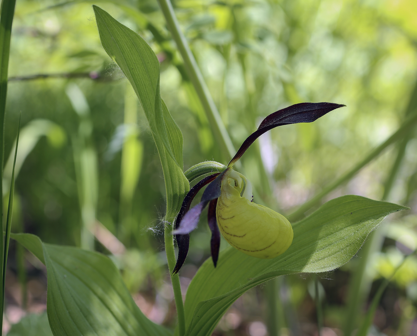 Image of Cypripedium calceolus specimen.