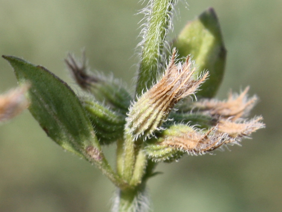 Image of Ziziphora villosa specimen.