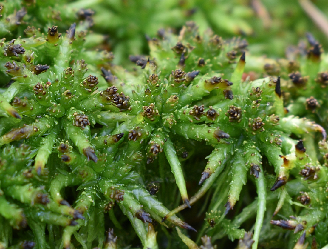 Image of genus Sphagnum specimen.