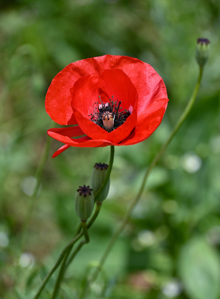 Изображение особи Papaver macrostomum.