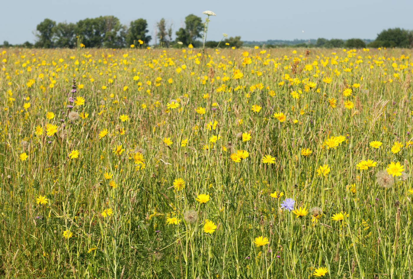 Изображение особи Tragopogon pratensis.