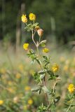 Trifolium aureum