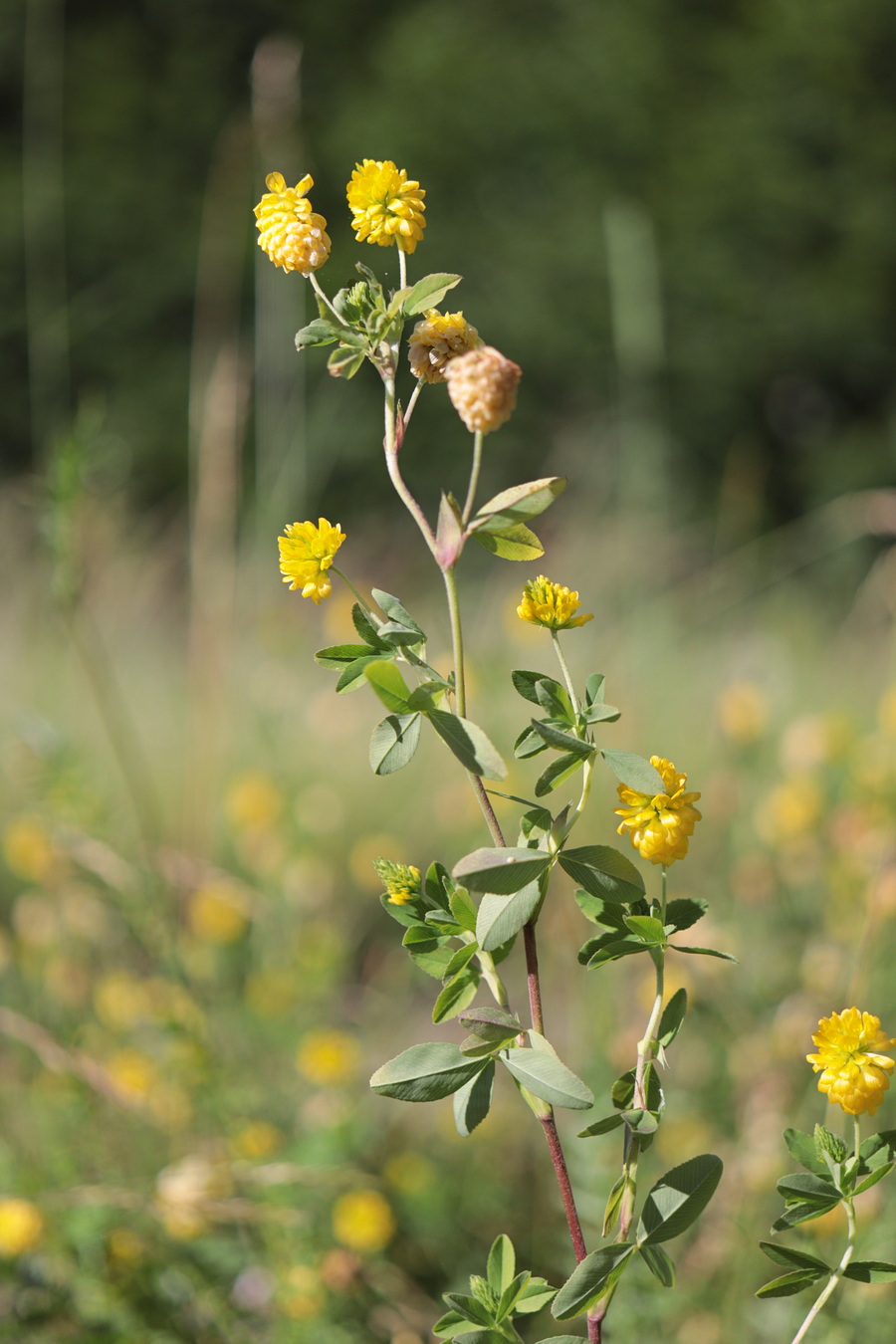 Image of Trifolium aureum specimen.