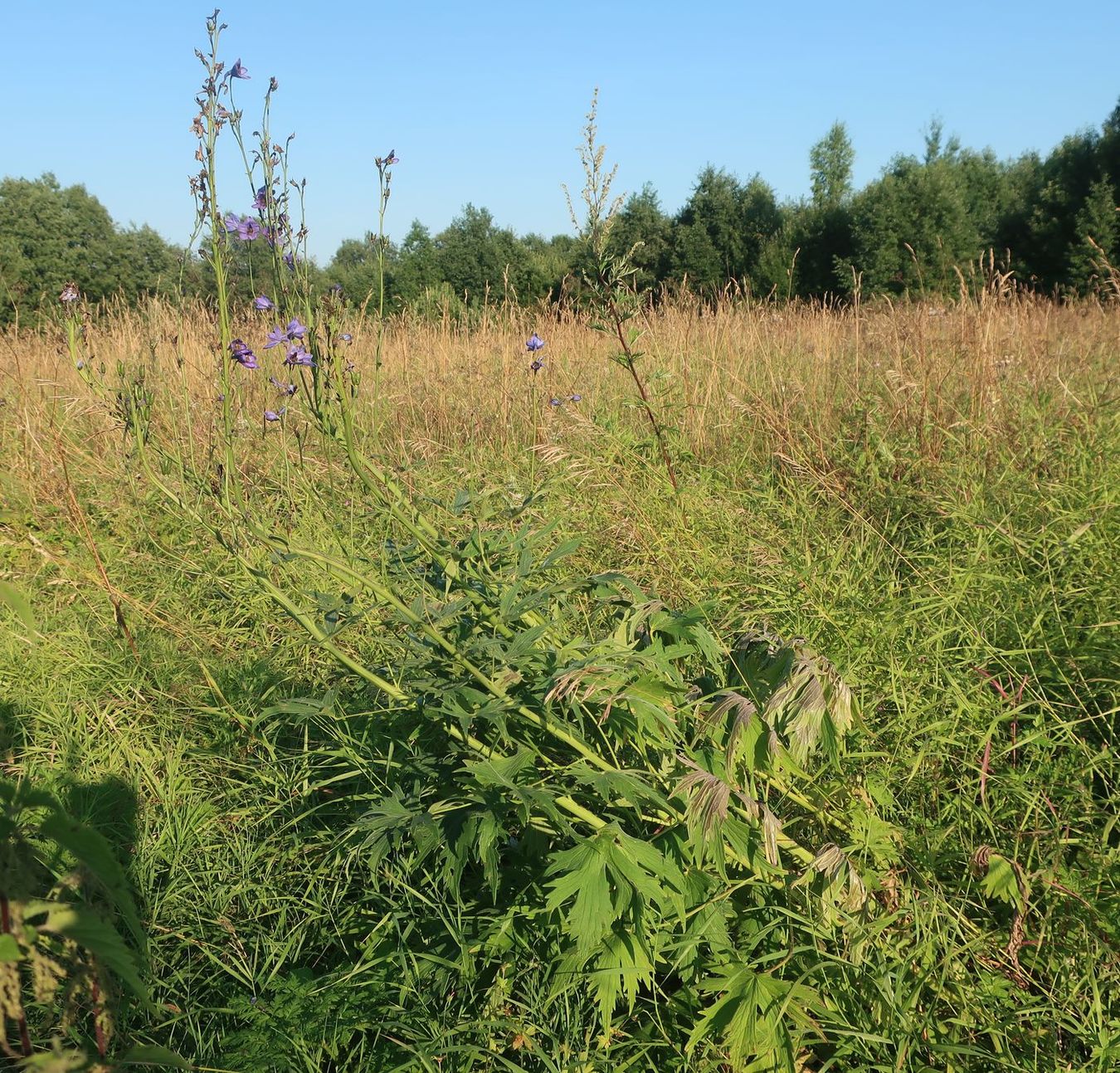 Изображение особи Delphinium elatum.