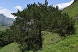 Pinus sylvestris ssp. hamata