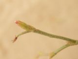 Image of taxon representative. Author is Виталий Недосейкин