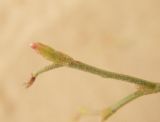 Limonium suffruticosum. Верхушка побега. Казахстан, Кызылординская область, Казалинский район. 17 июля 2010 г.