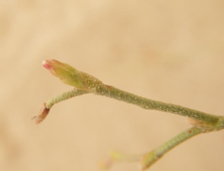Image of Limonium suffruticosum specimen.