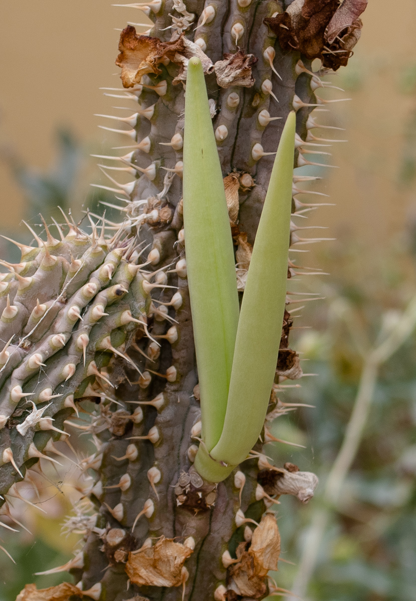 Image of Hoodia gordonii specimen.