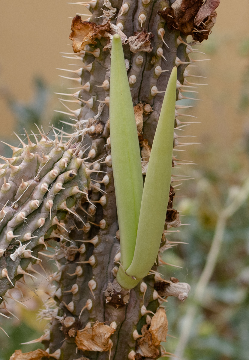 Изображение особи Hoodia gordonii.