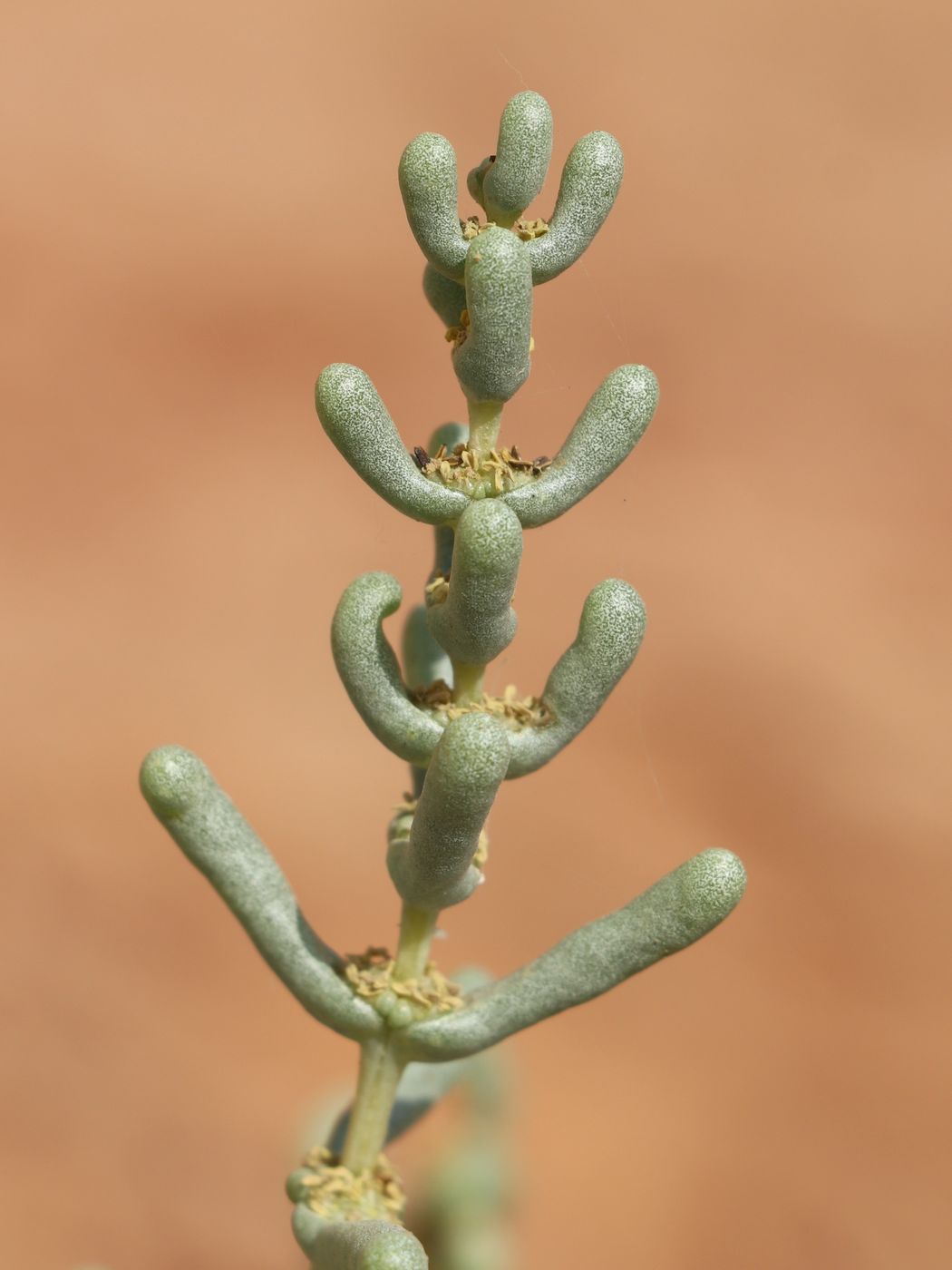 Image of Seidlitzia rosmarinus specimen.