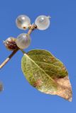 Lonicera nummulariifolia