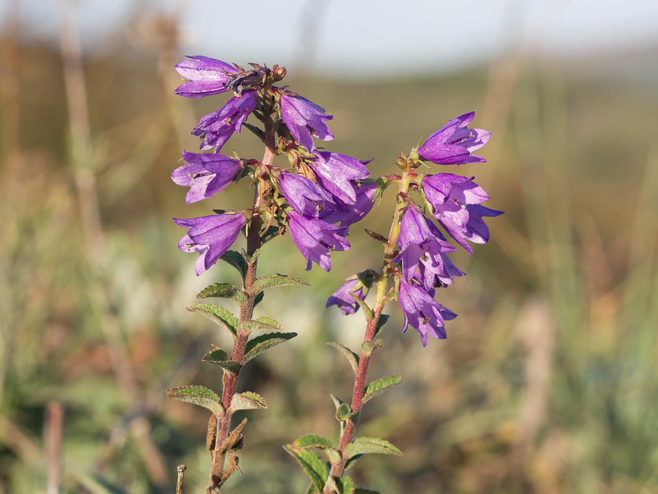 Изображение особи Campanula ruthenica.