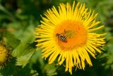 Inula grandiflora. Соцветие с кормящей мухой-журчалкой. Адыгея, Кавказский биосферный заповедник, плато Лаго-Наки, 2040 м н.у.м., субальпийский луг. 04.07.2020.