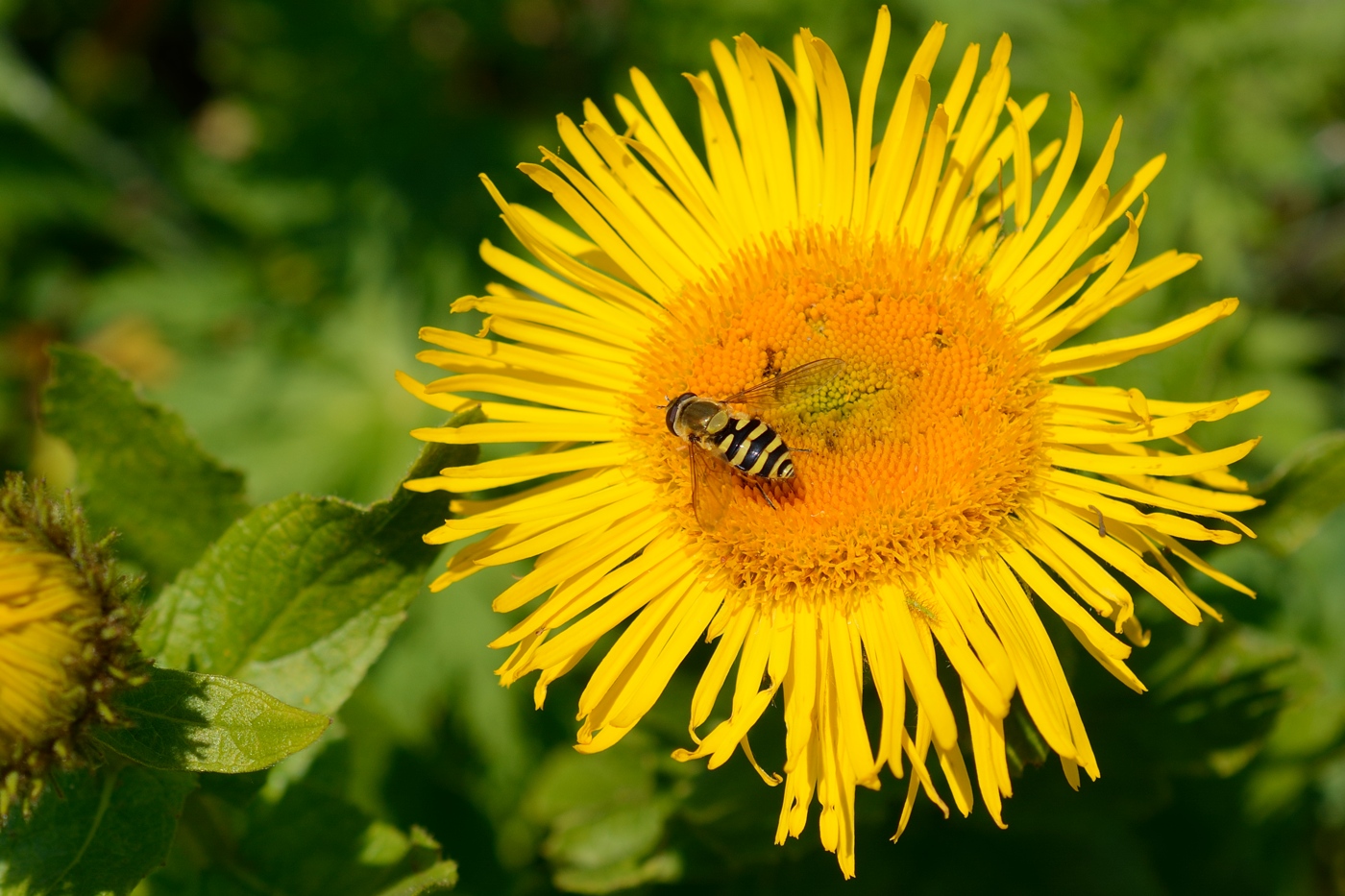 Image of Inula grandiflora specimen.