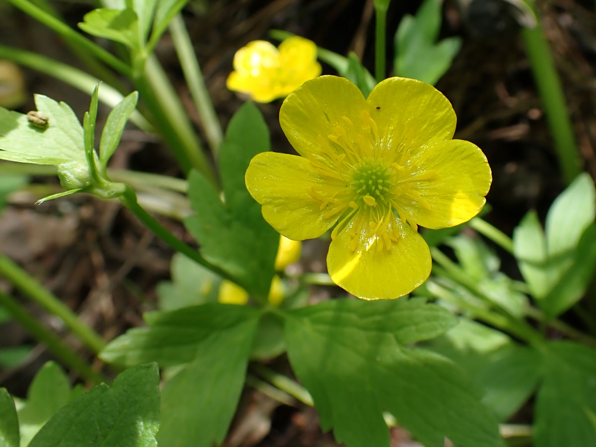 Изображение особи Ranunculus japonicus.