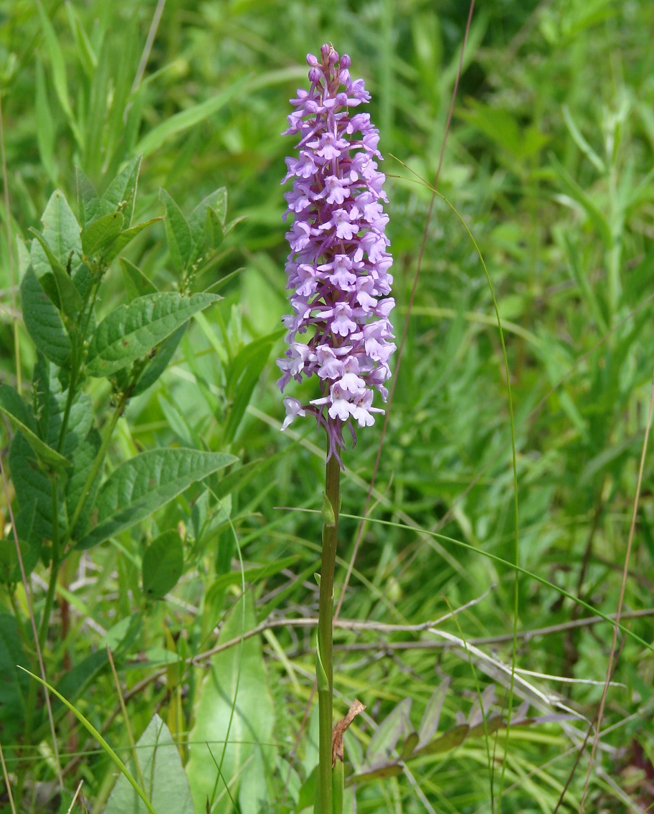 Изображение особи Gymnadenia conopsea.