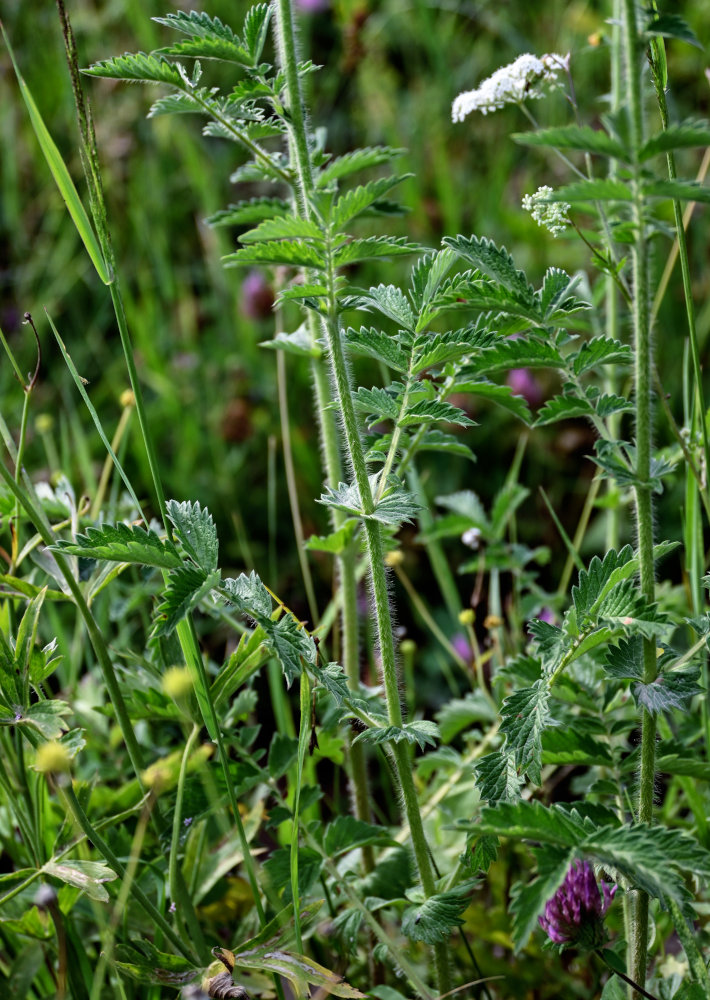 Image of Agrimonia asiatica specimen.