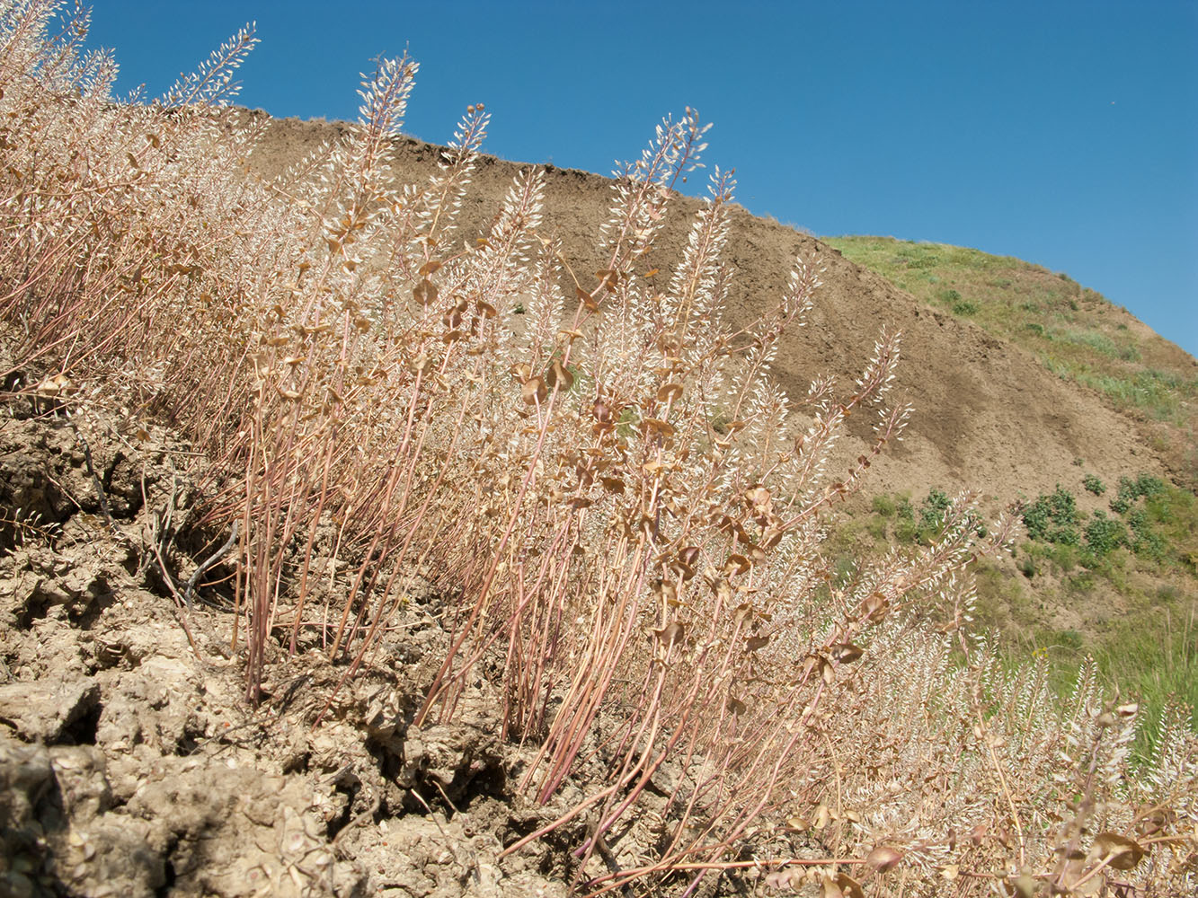 Изображение особи Lepidium perfoliatum.