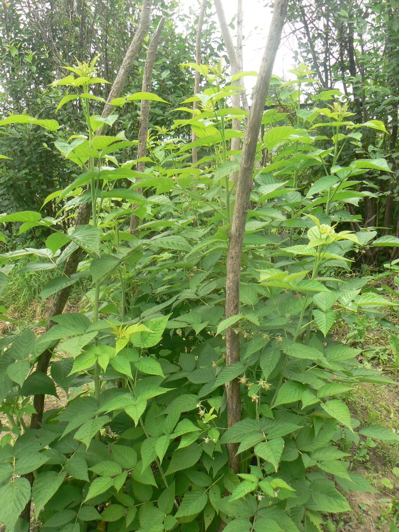 Изображение особи Rubus idaeus.