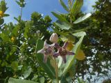 Calotropis gigantea