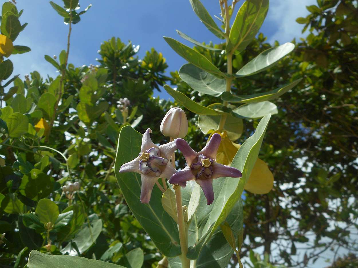 Изображение особи Calotropis gigantea.