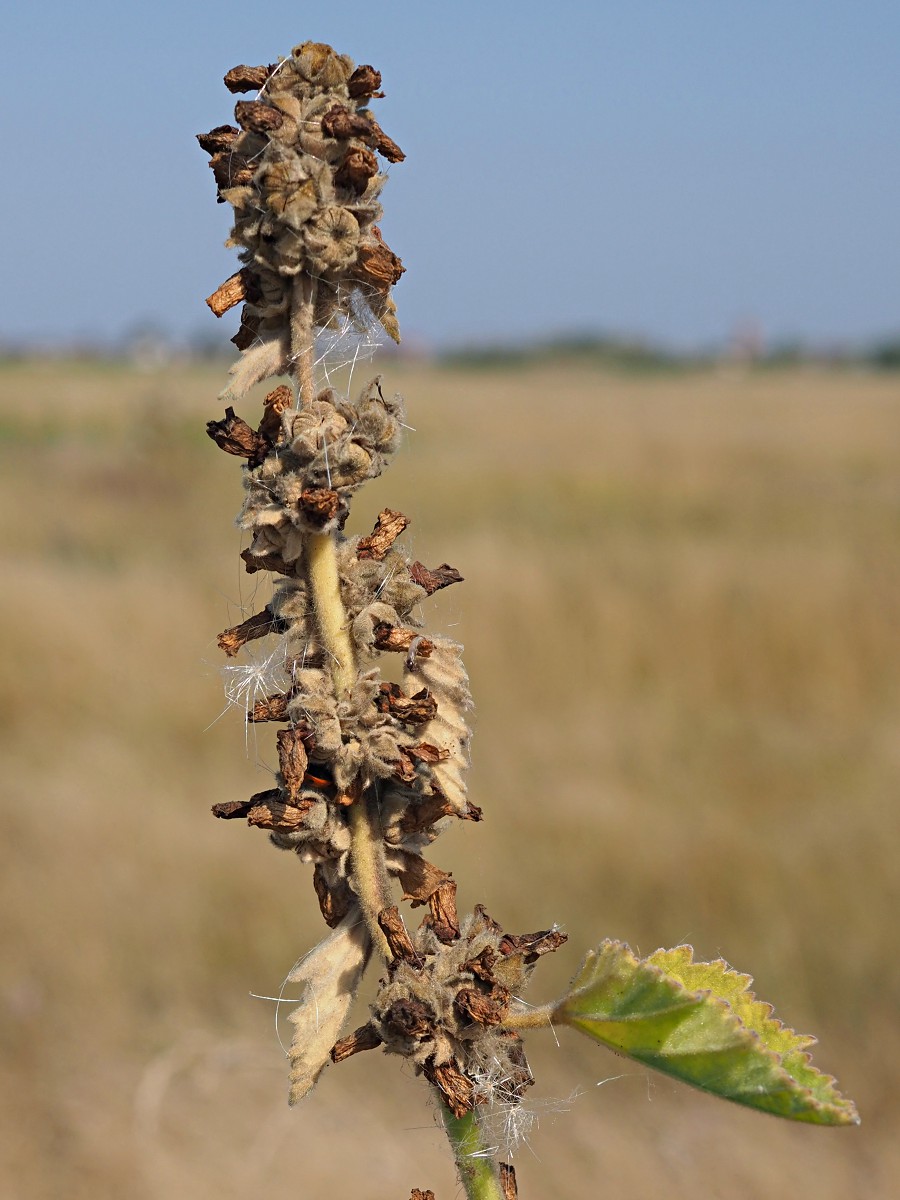 Image of Althaea officinalis specimen.