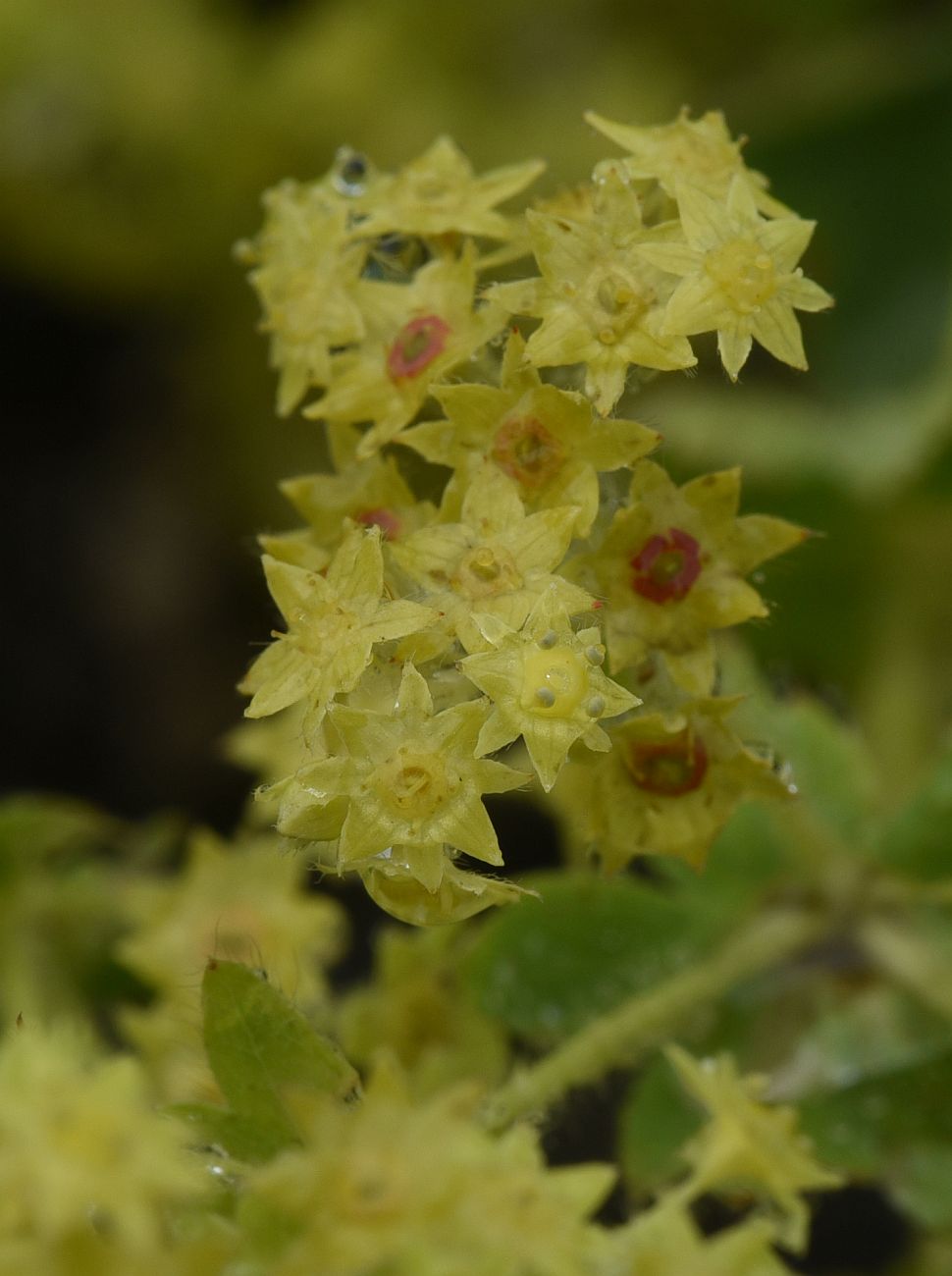 Image of genus Alchemilla specimen.