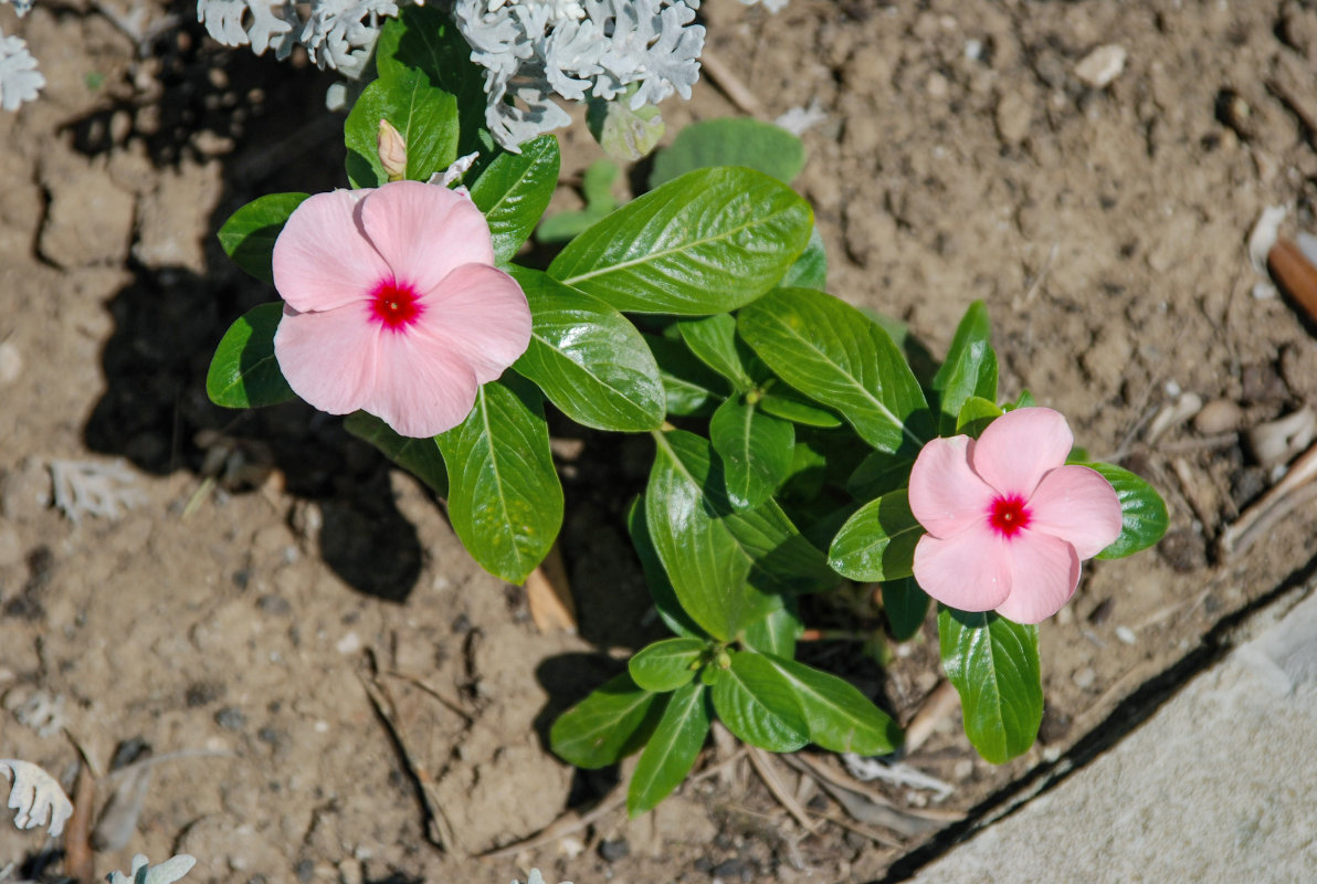 Image of Catharanthus roseus specimen.