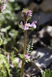 Pedicularis korolkowii. Верхушка цветущего растения. Южный Казахстан, Таласский Алатау, ущелье Коксай, высота 2600 м н.у.м.