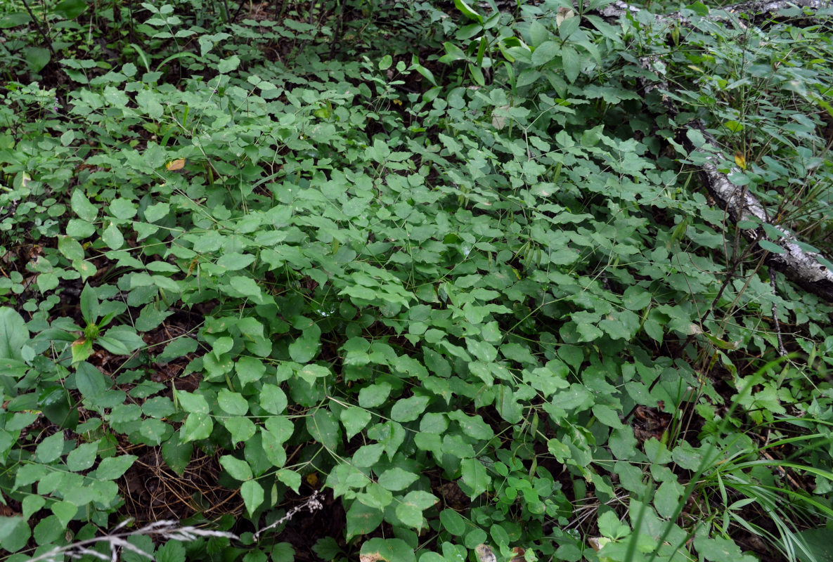 Image of Vicia subrotunda specimen.