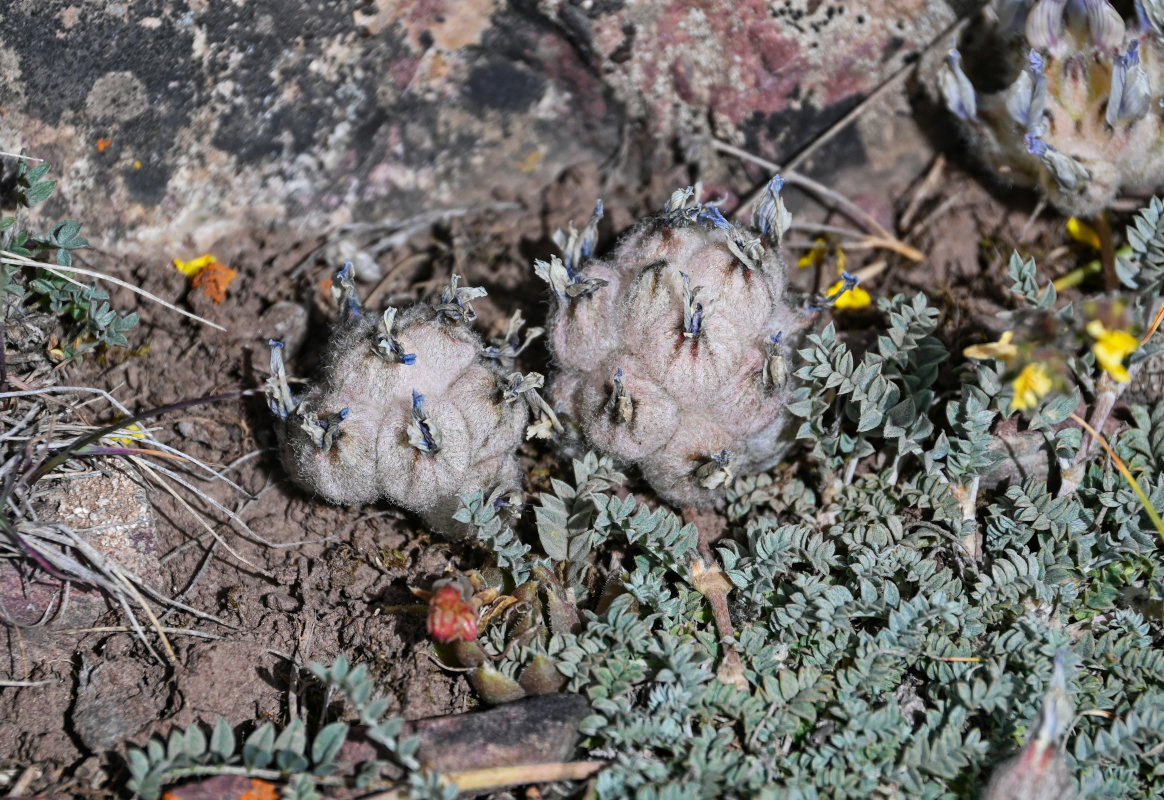 Image of Astragalus nivalis specimen.