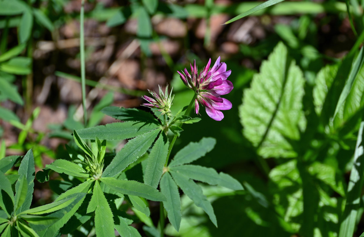 Image of Trifolium lupinaster specimen.