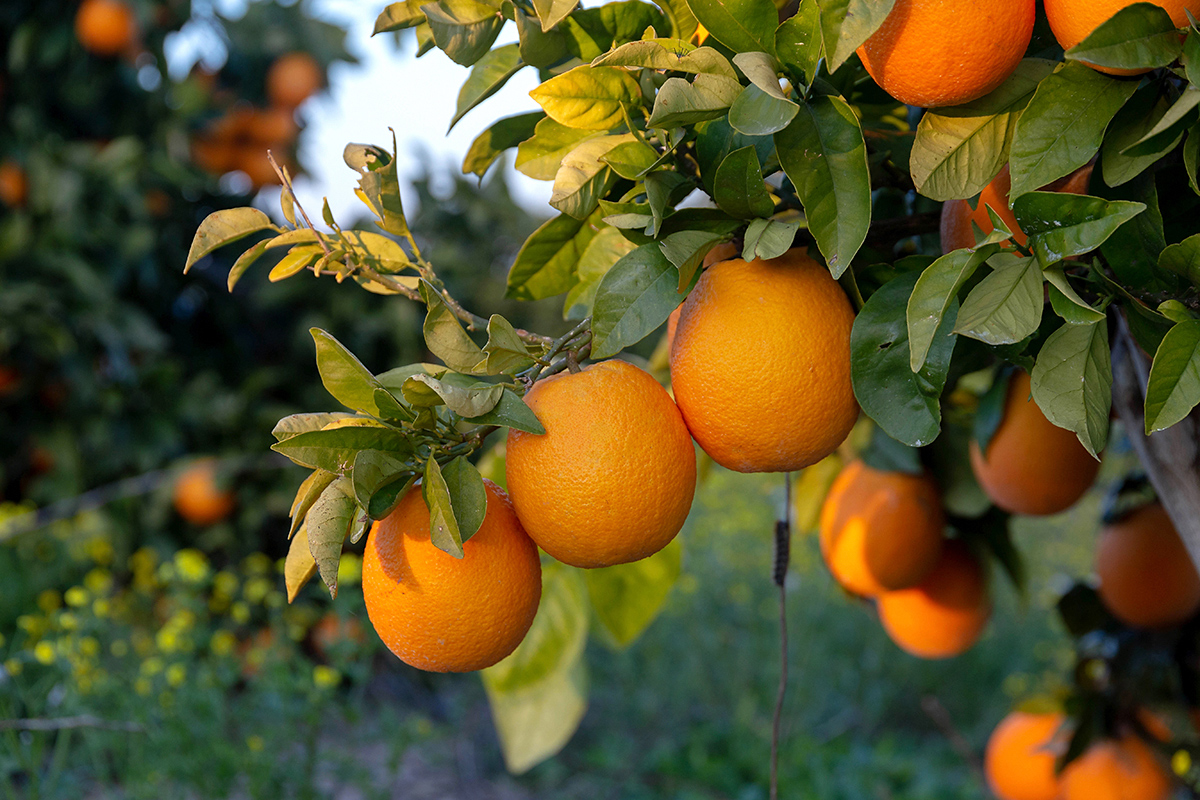 Изображение особи Citrus sinensis.