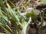 Fragaria vesca. Верхушка побега с цветком (вид со стороны чашечки). Испания, автономное сообщество Каталония, провинция Жирона, комарка Рипольес, муниципалитет Сеткасес, окр. н.п. Сеткасес, ≈1350 м н.у.м., пойма ручья Валь-Льобре, речная терраса у подножия облесённого склона. 16.04.2023.