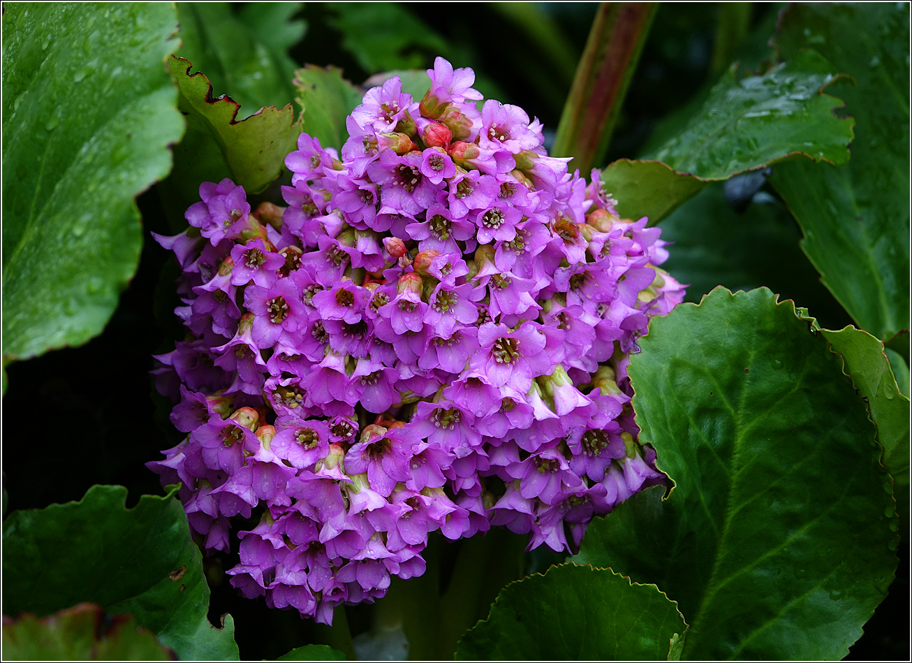 Изображение особи Bergenia crassifolia.