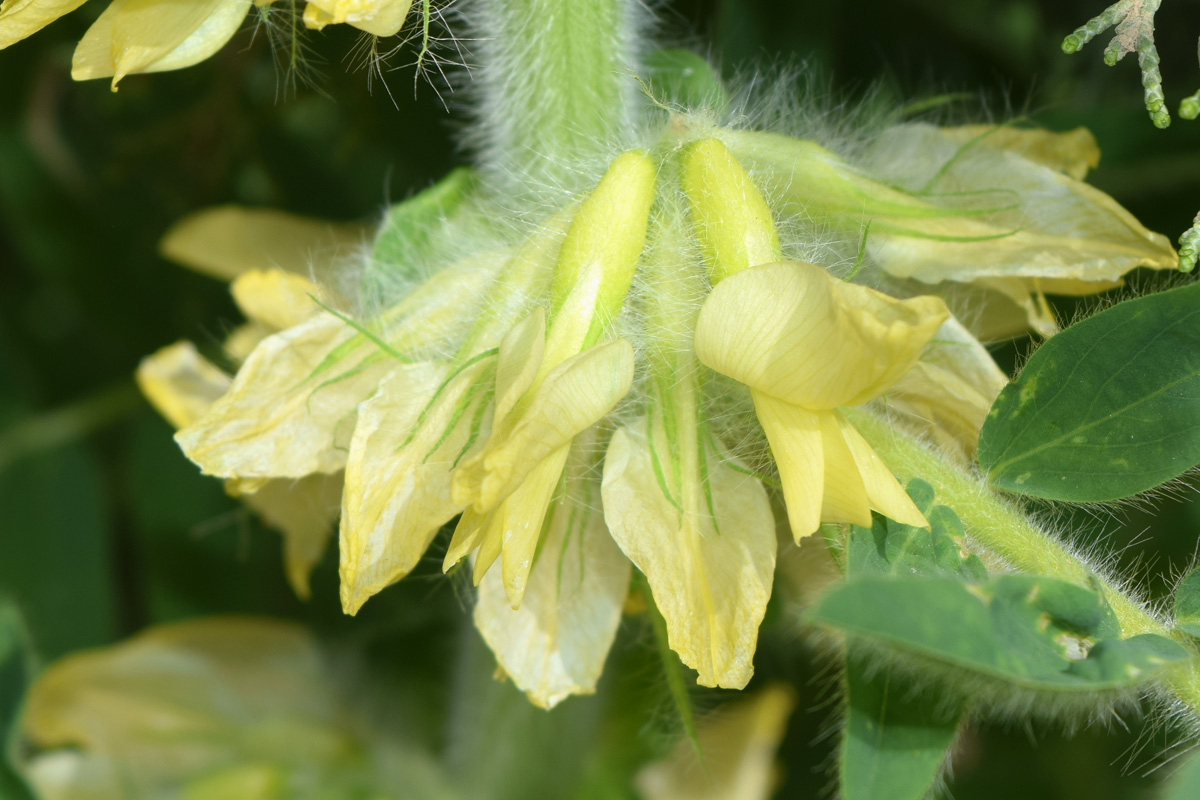 Изображение особи Astragalus sieversianus.