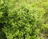 Ribes komarovii