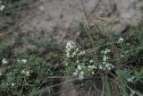 Galium humifusum